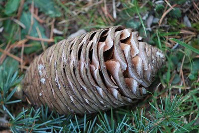 Cedrus atlantica - cedr atlaský - šištice (zralá)